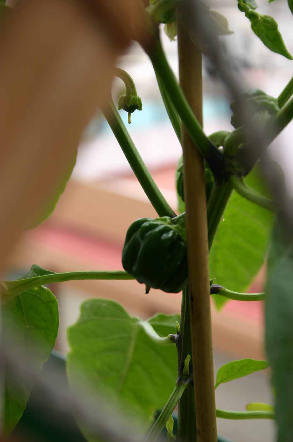 [Foto de planta, jardin, jardineria]
