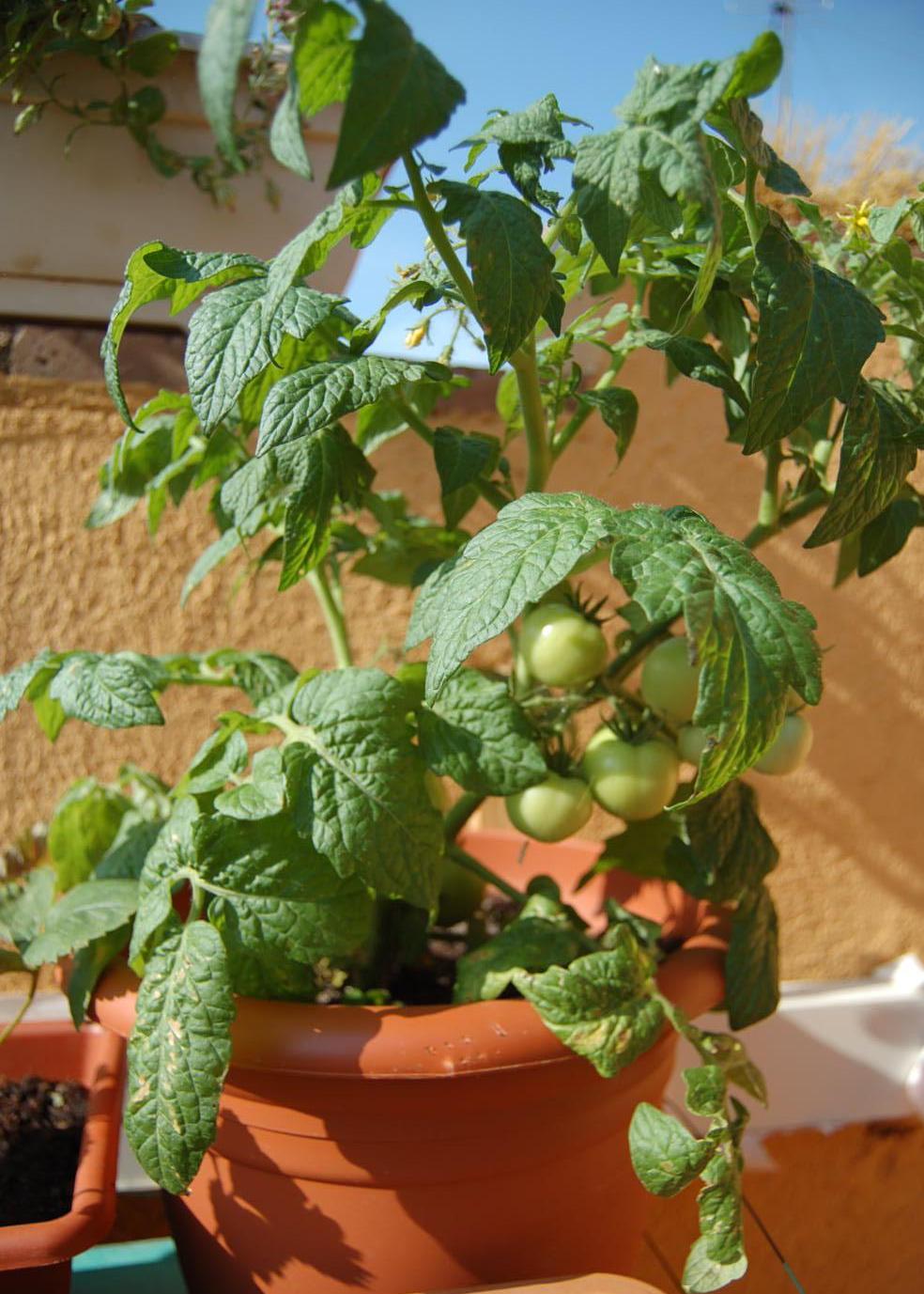 [Foto de planta, jardin, jardineria]