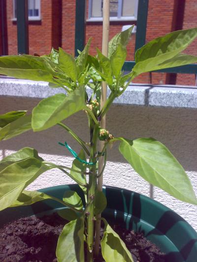 [Foto de planta, jardin, jardineria]