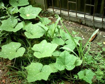 [Foto de planta, jardin, jardineria]