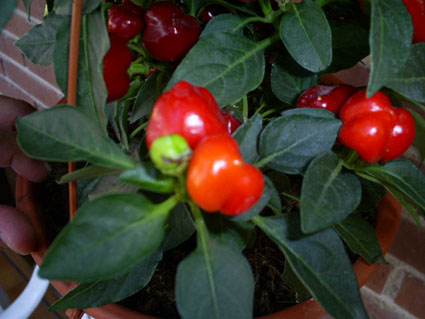 [Foto de planta, jardin, jardineria]