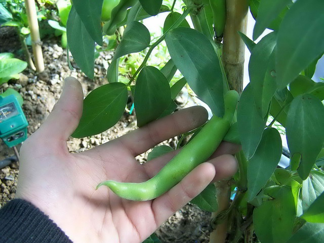 [Foto de planta, jardin, jardineria]