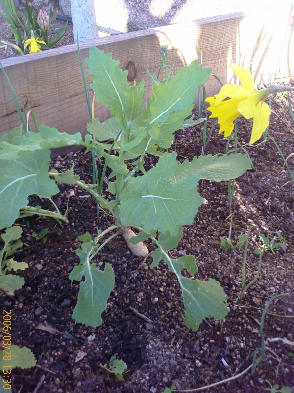 [Foto de planta, jardin, jardineria]