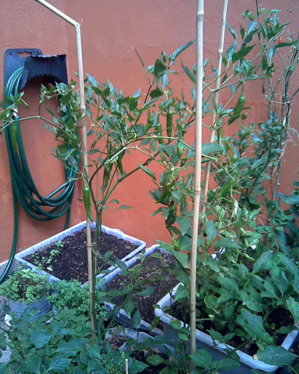 [Foto de planta, jardin, jardineria]