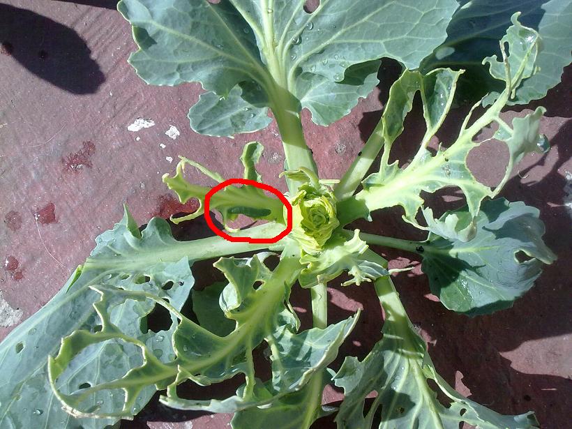 [Foto de planta, jardin, jardineria]