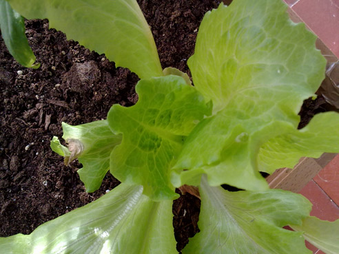 [Foto de planta, jardin, jardineria]