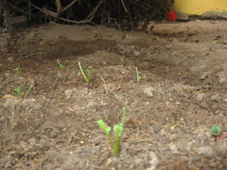 [Foto de planta, jardin, jardineria]