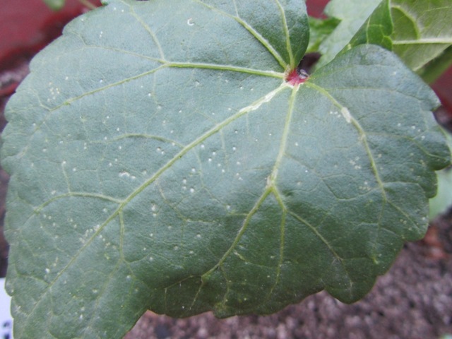 [Foto de planta, jardin, jardineria]