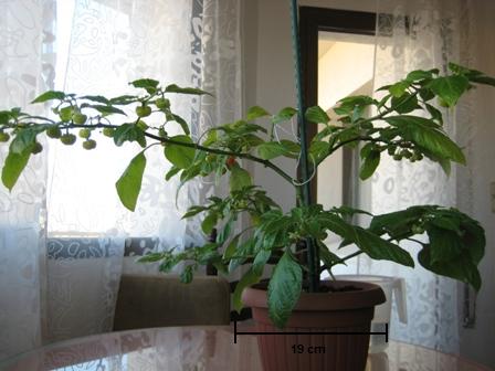 [Foto de planta, jardin, jardineria]