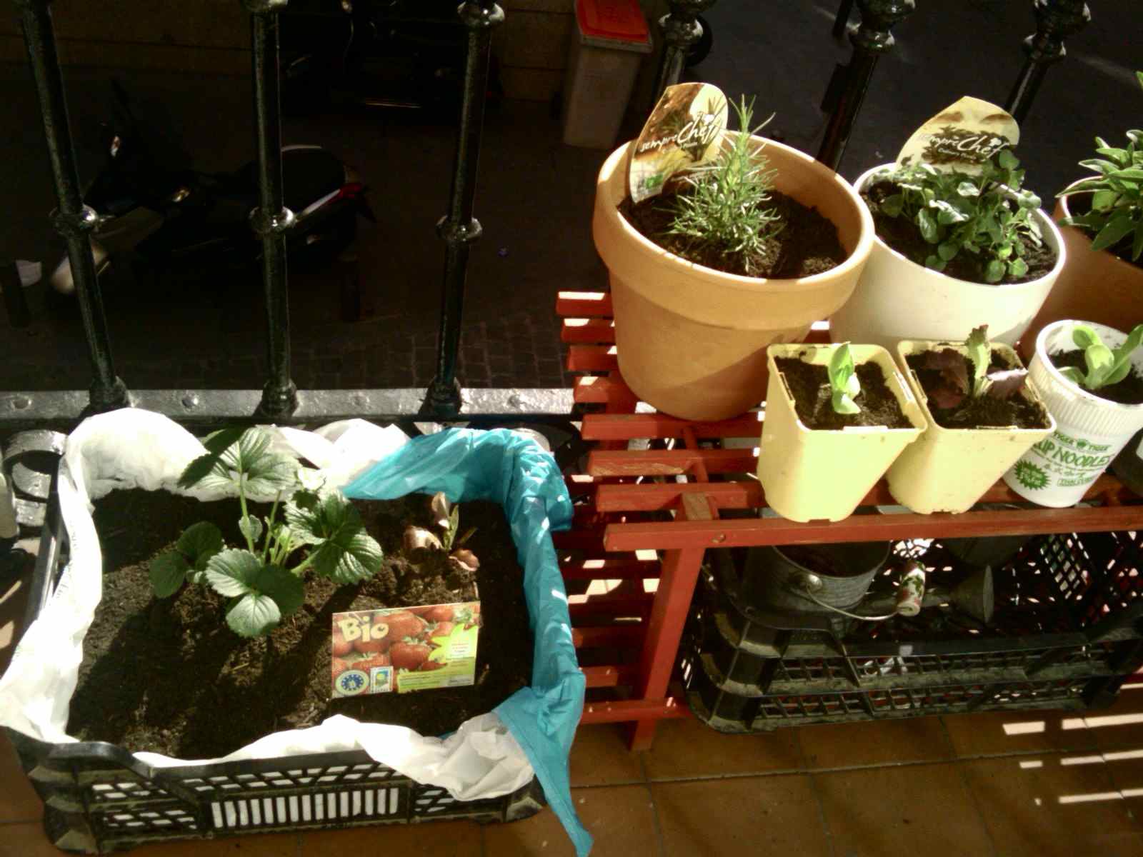 [Foto de planta, jardin, jardineria]