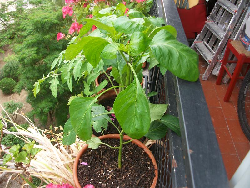 [Foto de planta, jardin, jardineria]