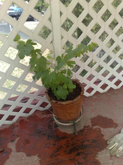 [Foto de planta, jardin, jardineria]
