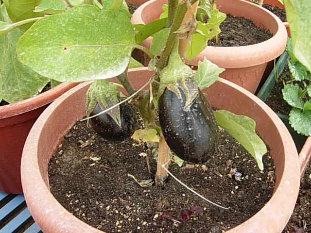 [Foto de planta, jardin, jardineria]