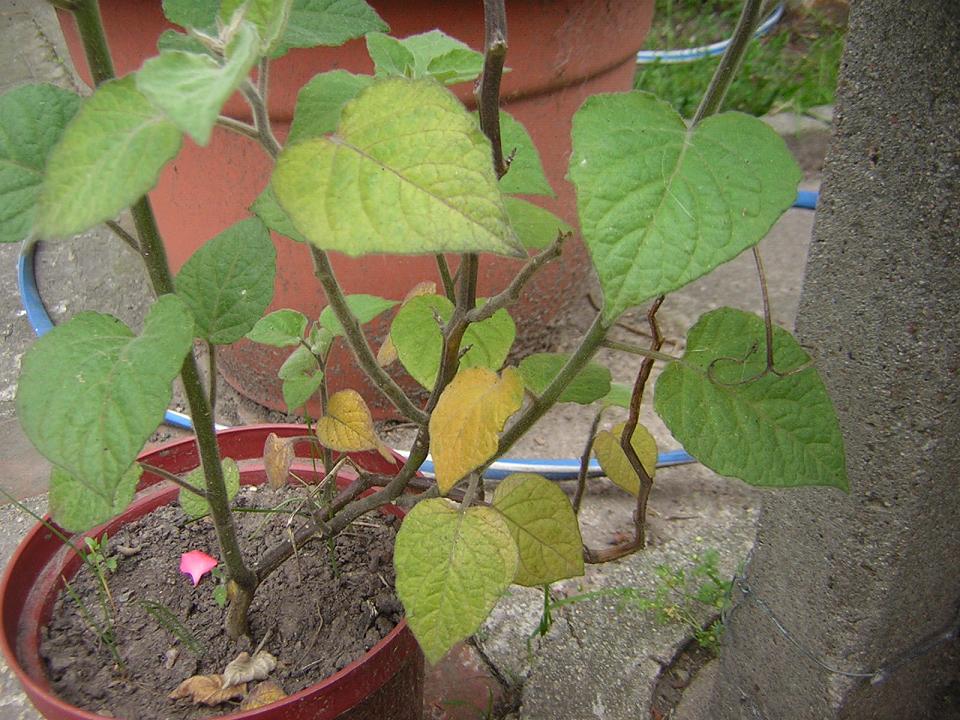 [Foto de planta, jardin, jardineria]