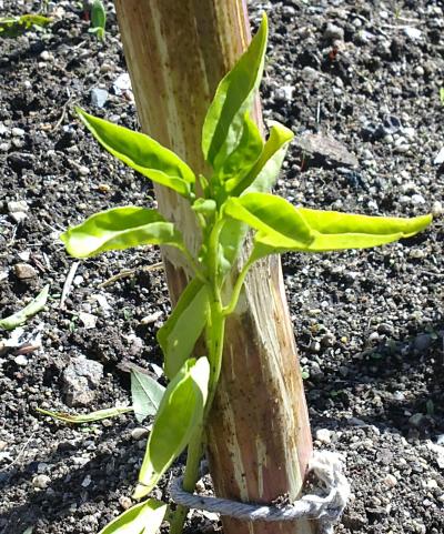 [Foto de planta, jardin, jardineria]