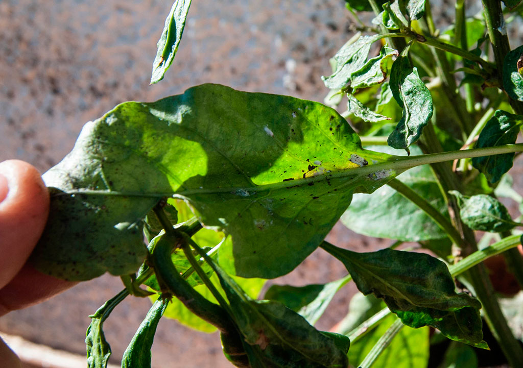 [Foto de planta, jardin, jardineria]