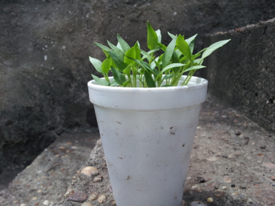 [Foto de planta, jardin, jardineria]