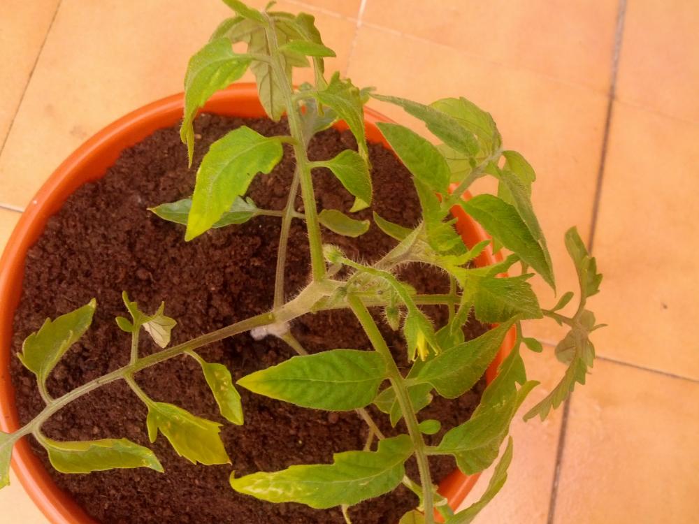 [Foto de planta, jardin, jardineria]