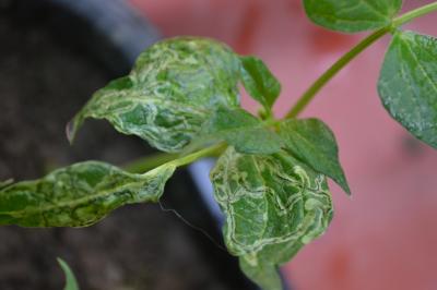 [Foto de planta, jardin, jardineria]