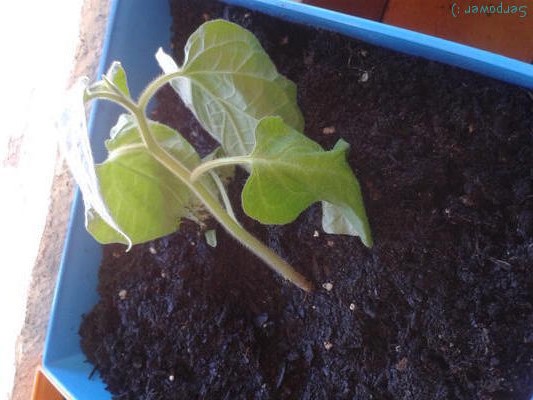 [Foto de planta, jardin, jardineria]