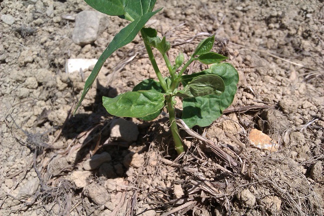[Foto de planta, jardin, jardineria]