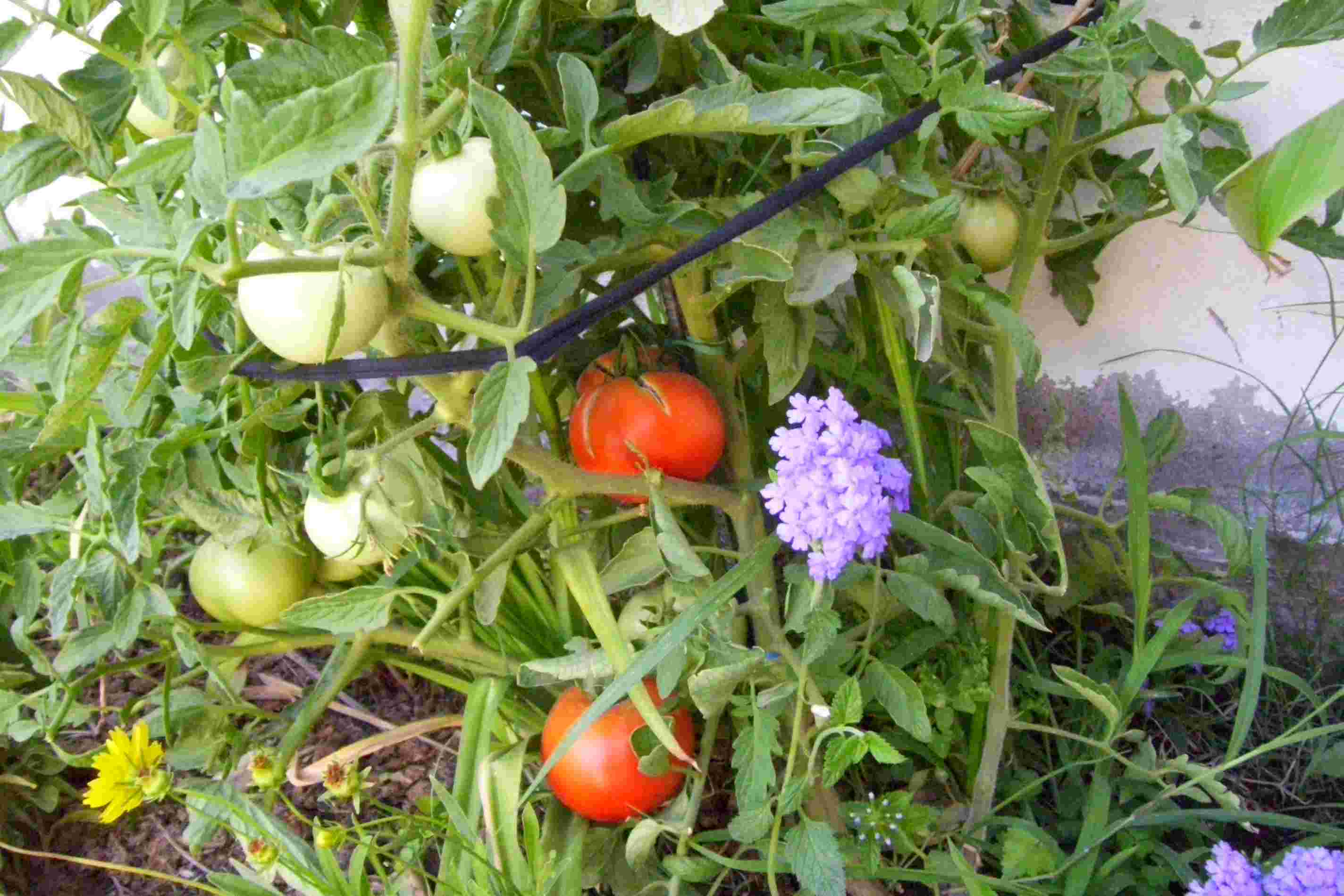 [Foto de planta, jardin, jardineria]