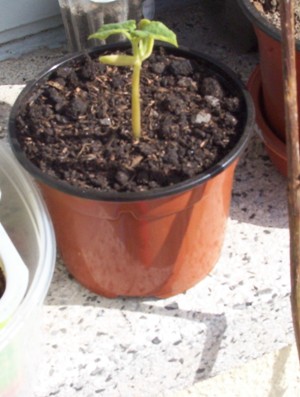 [Foto de planta, jardin, jardineria]