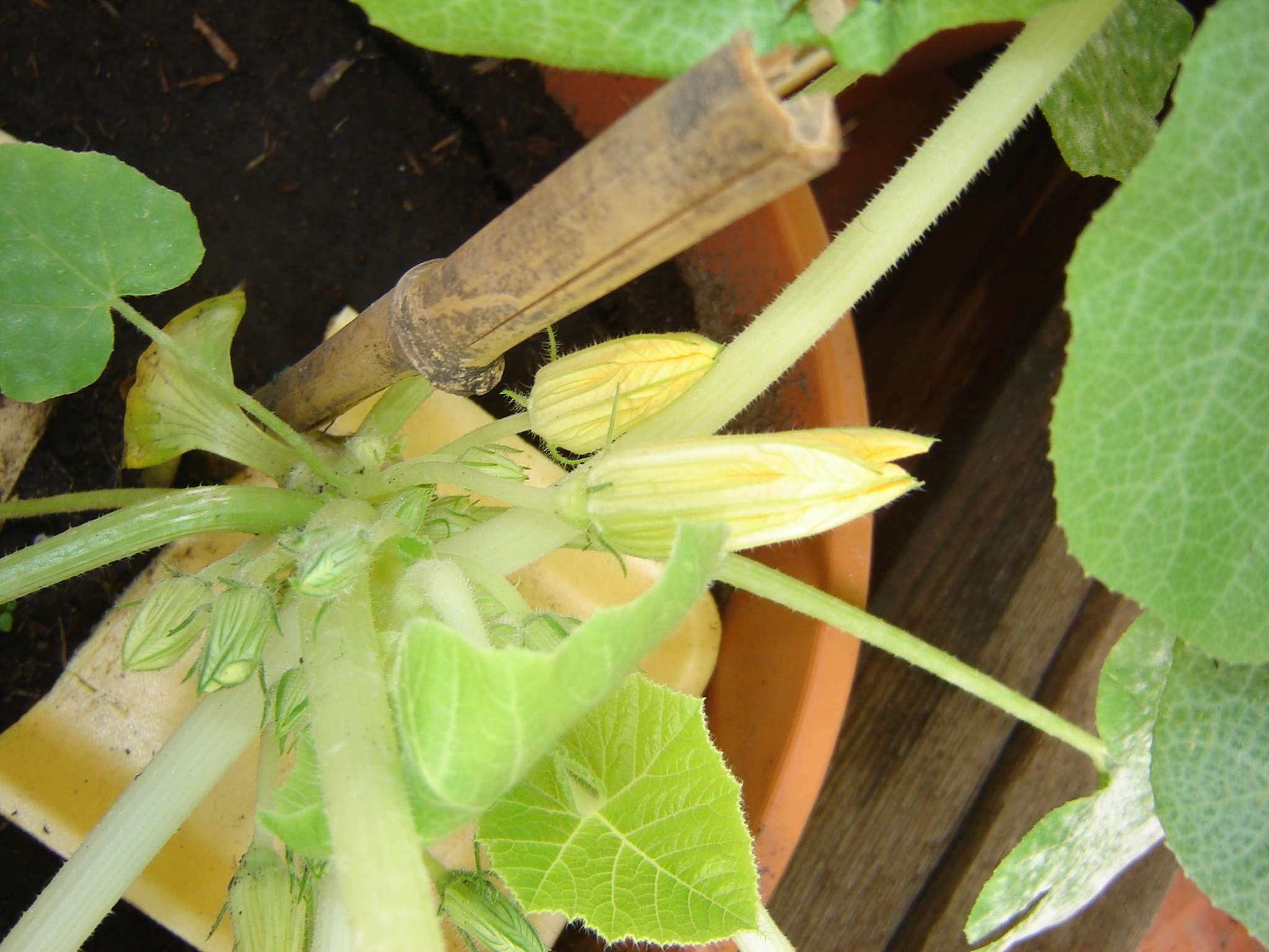[Foto de planta, jardin, jardineria]