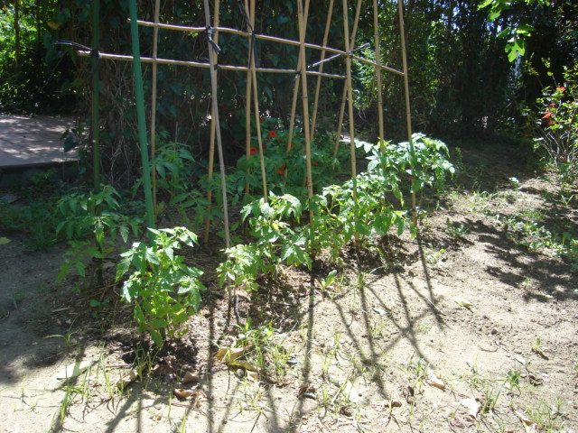 [Foto de planta, jardin, jardineria]