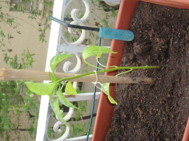 [Foto de planta, jardin, jardineria]