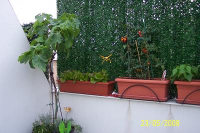 [Foto de planta, jardin, jardineria]