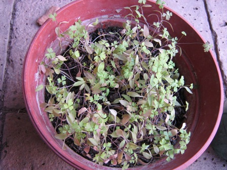 [Foto de planta, jardin, jardineria]