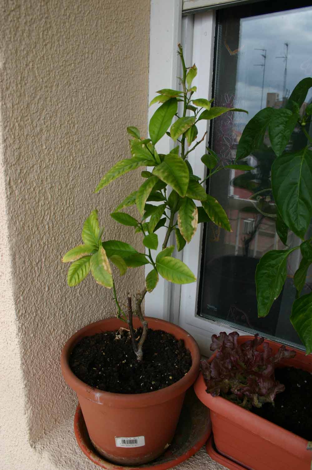 [Foto de planta, jardin, jardineria]