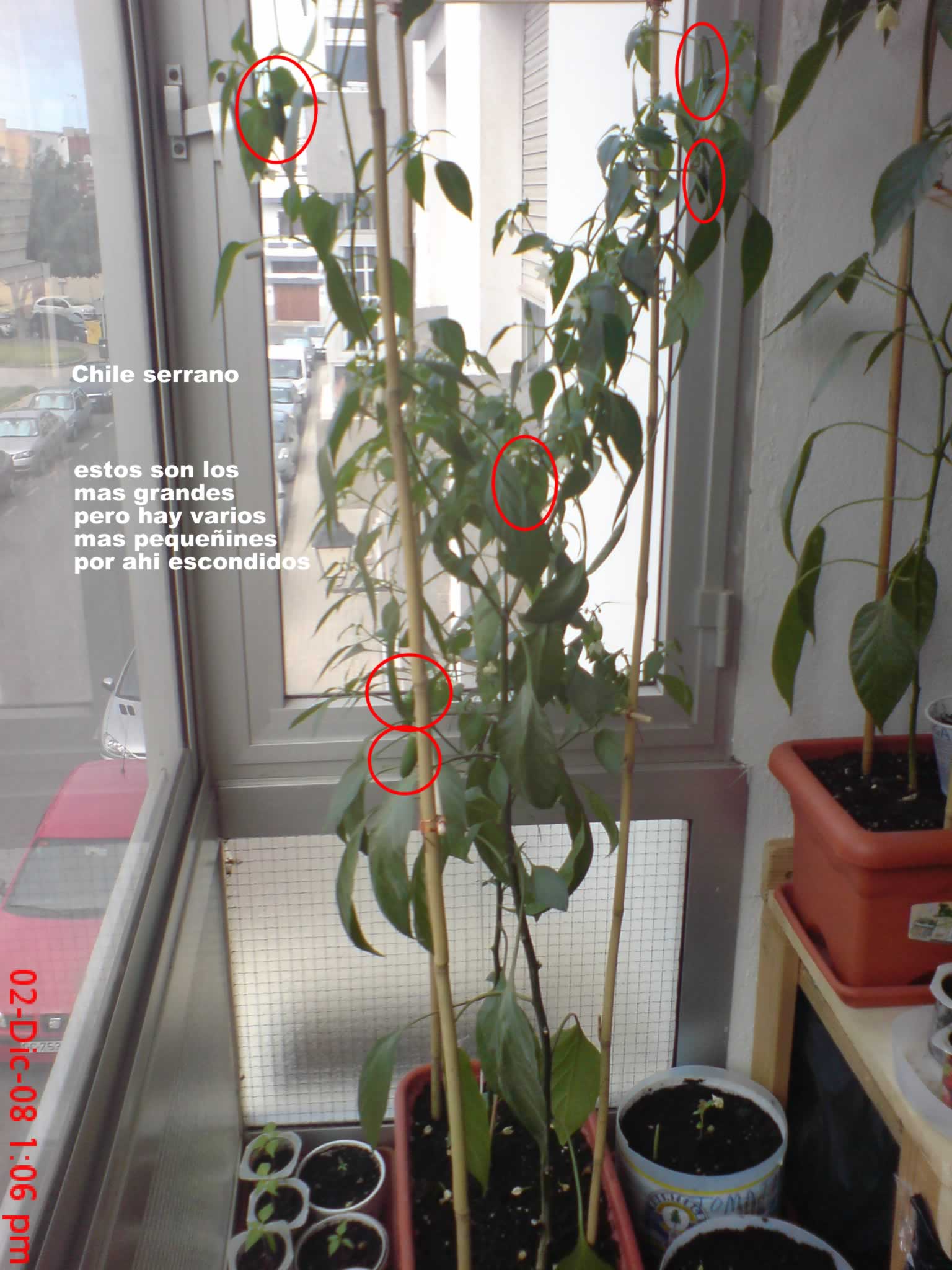 [Foto de planta, jardin, jardineria]