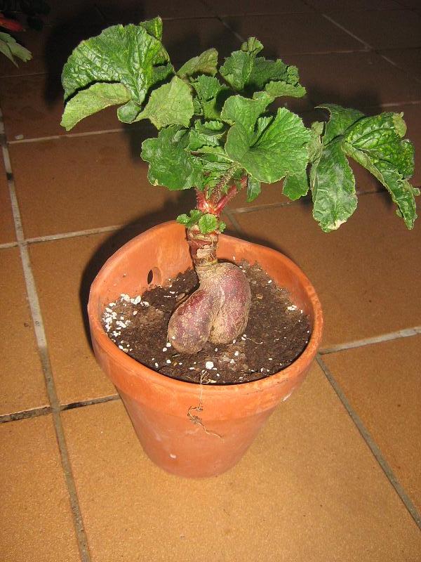 [Foto de planta, jardin, jardineria]