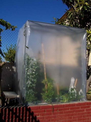 [Foto de planta, jardin, jardineria]