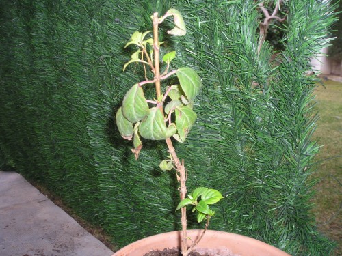 [Foto de planta, jardin, jardineria]