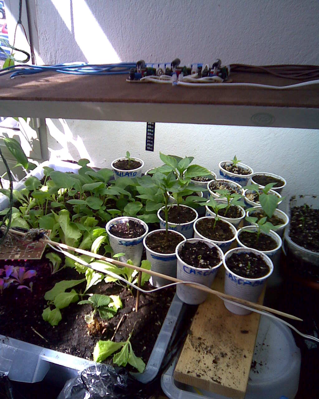 [Foto de planta, jardin, jardineria]