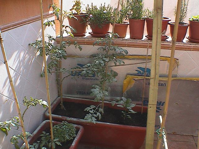 [Foto de planta, jardin, jardineria]