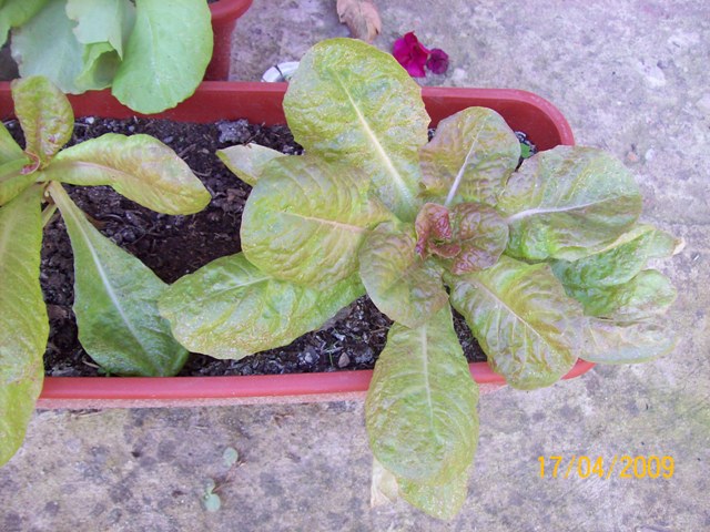 [Foto de planta, jardin, jardineria]