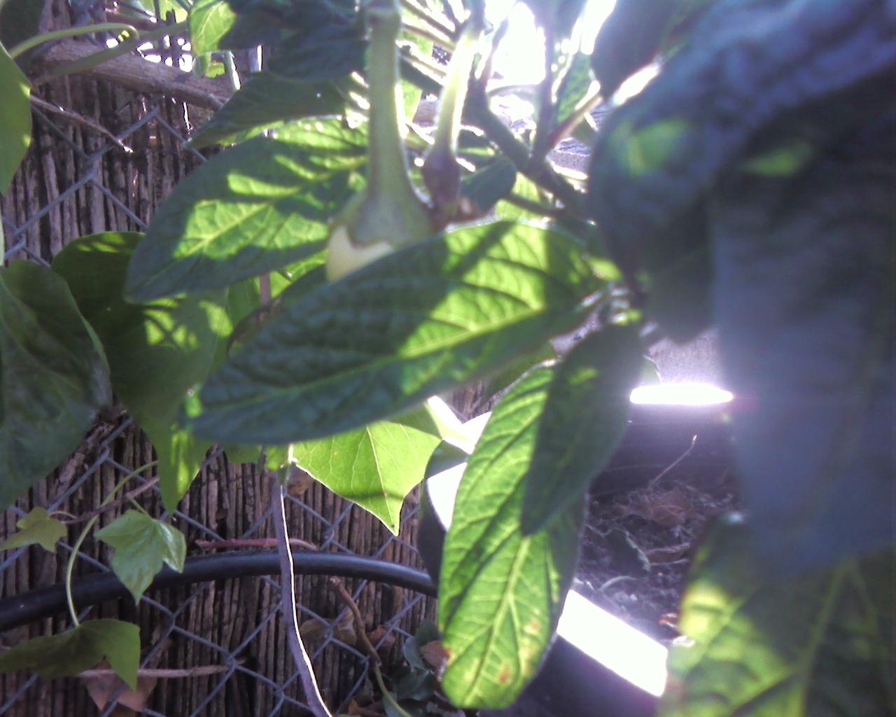 [Foto de planta, jardin, jardineria]