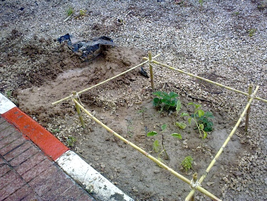 [Foto de planta, jardin, jardineria]