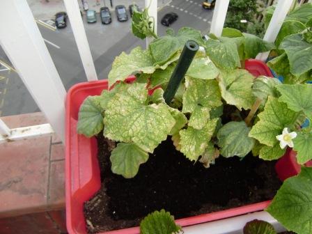 [Foto de planta, jardin, jardineria]