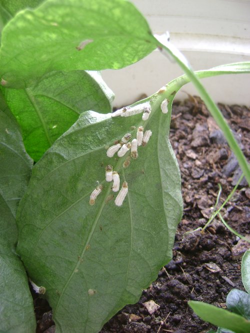 [Foto de planta, jardin, jardineria]