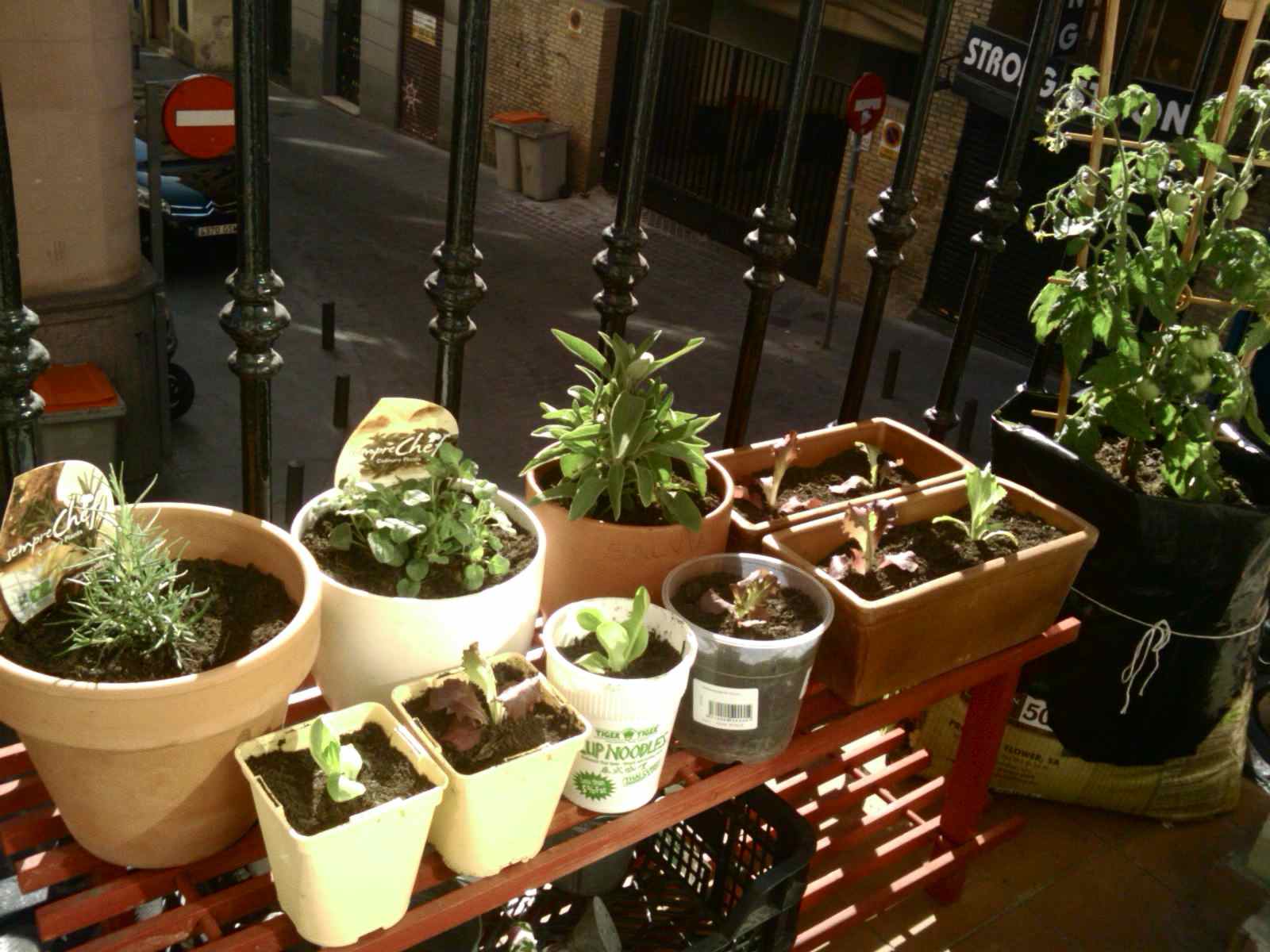[Foto de planta, jardin, jardineria]