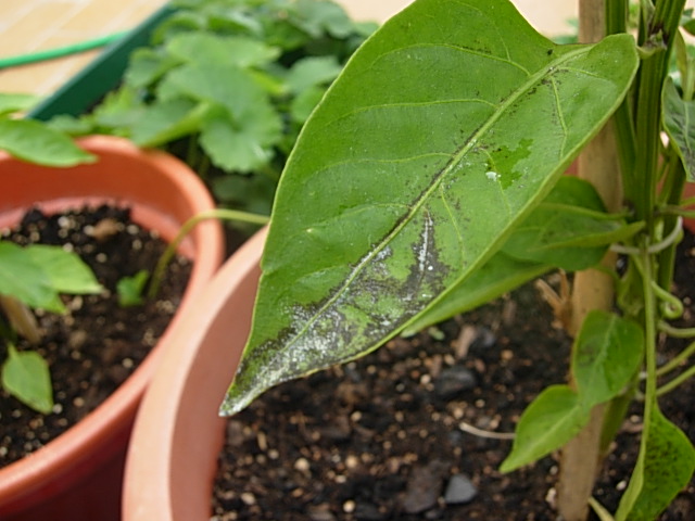 [Foto de planta, jardin, jardineria]