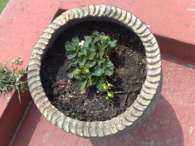 [Foto de planta, jardin, jardineria]