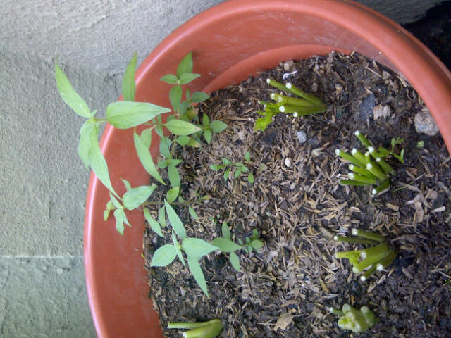 [Foto de planta, jardin, jardineria]