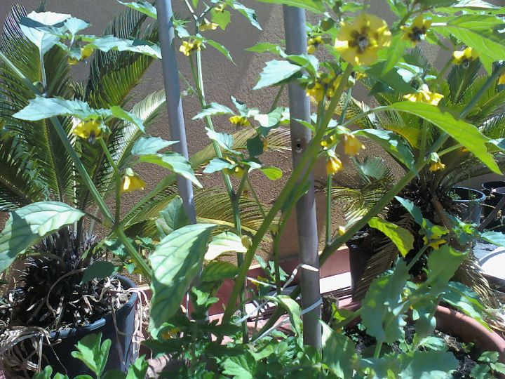 [Foto de planta, jardin, jardineria]