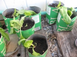 [Foto de planta, jardin, jardineria]